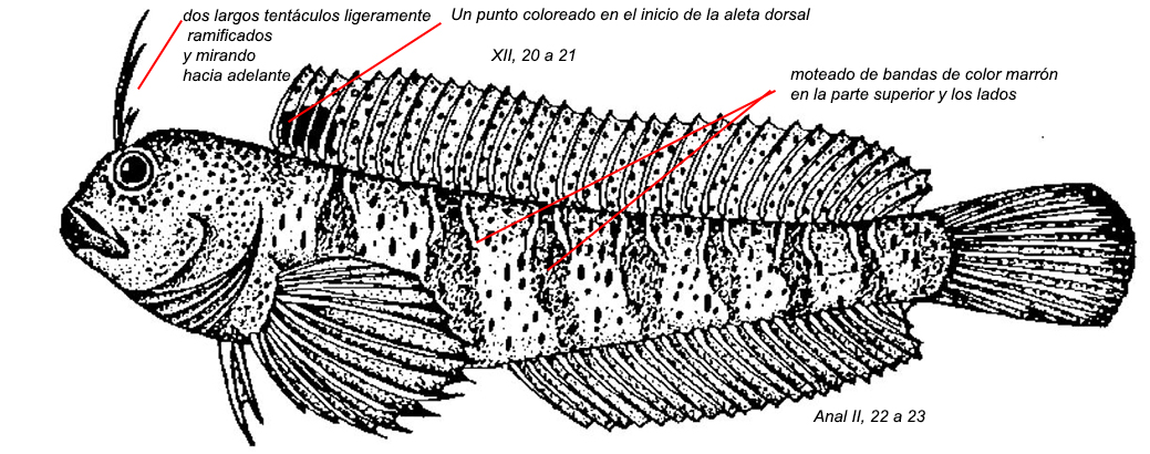 Parablennius tentacularis_001.jpg